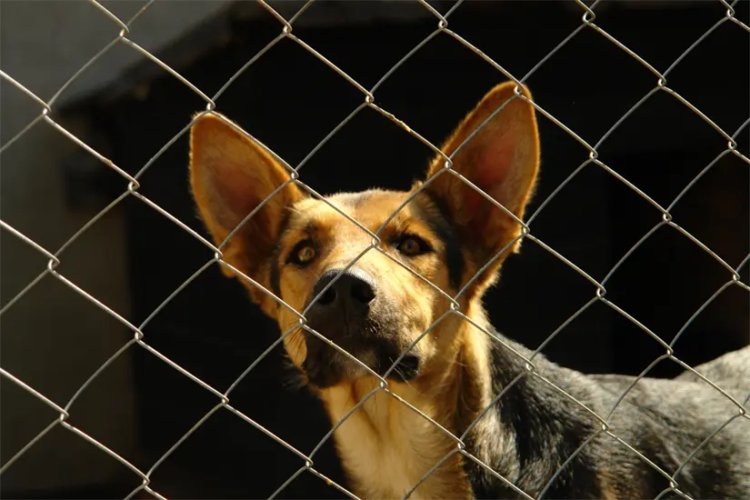 La aprobación de nuevas leyes en Nuevo León busca sancionar de manera más severa el maltrato animal y a los implicados. Foto: Canva