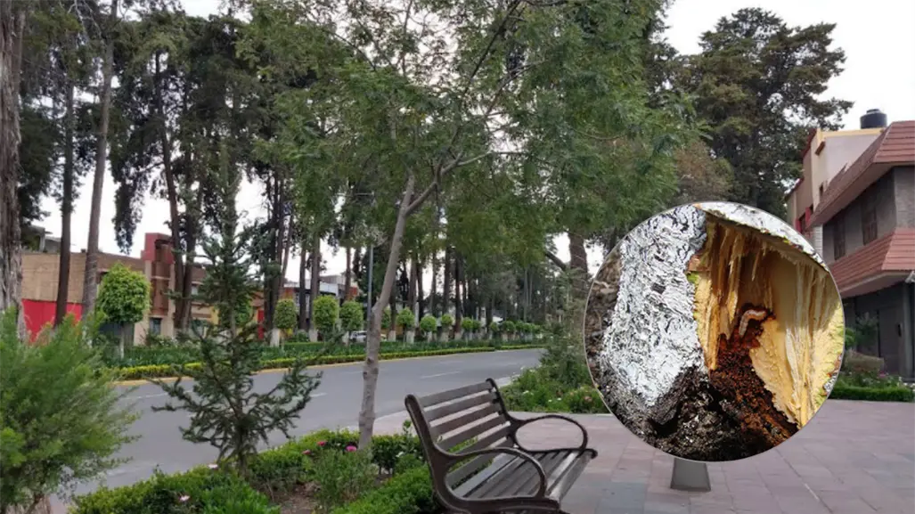 Plaga amenaza los árboles del Paseo Colón en Toluca: alertan posible retiro de decenas de ejemplares