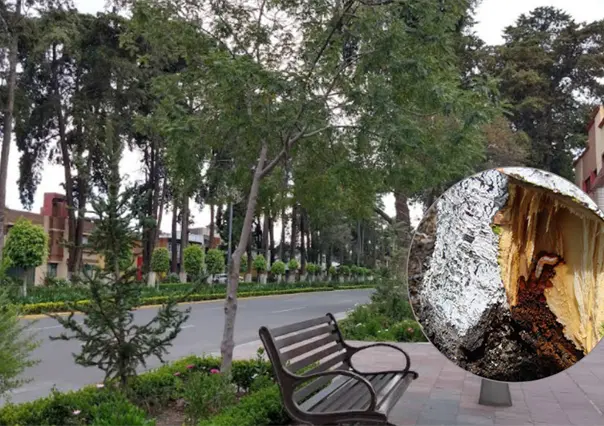 Plaga amenaza los árboles del Paseo Colón en Toluca: alertan posible retiro de decenas de ejemplares