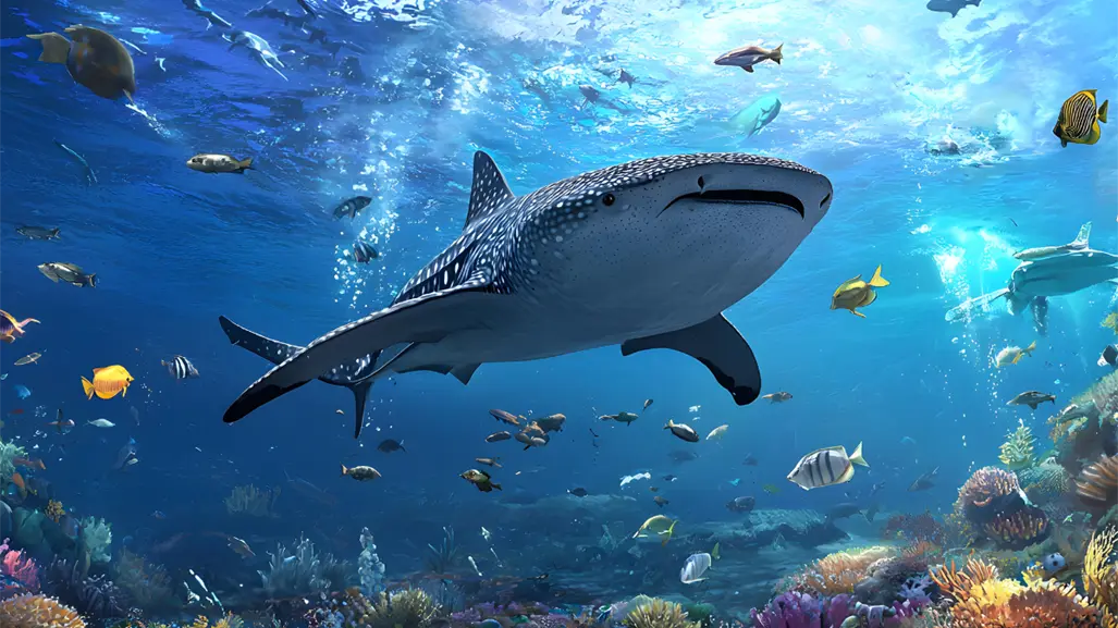 Por qué el tiburón ballena elige La Paz como su santuario natural en BCS