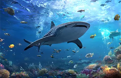 ¿Por qué el tiburón ballena elige La Paz como su santuario natural en BCS?