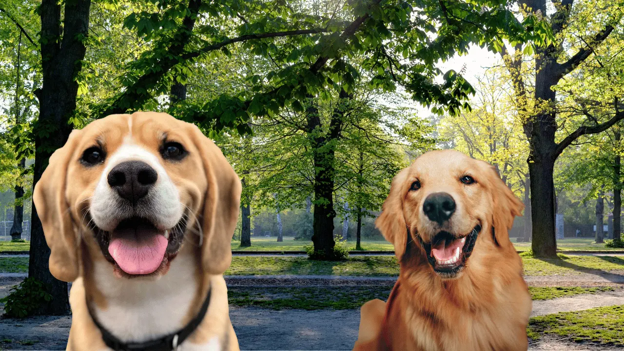 El bienestar emocional de un perro está intrínsecamente ligado a su actividad física y social. Los paseos son una fuente de felicidad y estimulación mental. Foto: Canva.