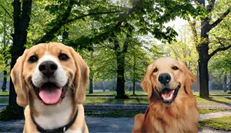 Paseos y confianza: así es como la Secretaría de Medio Ambiente prepara a sus perritos para ser adoptados