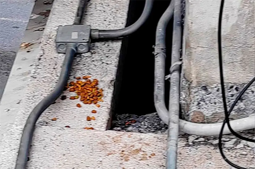 Un cachorro ha movilizado a rescatistas.