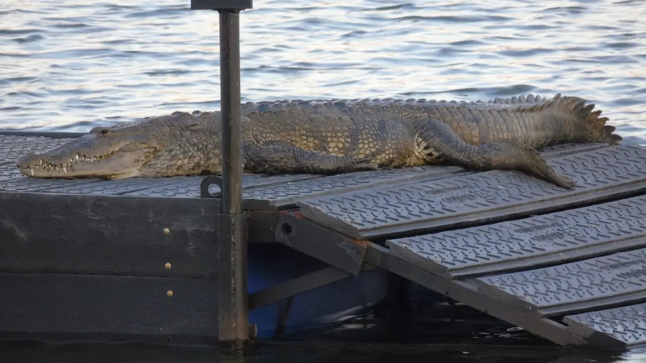 Ya se han instalado 3 de 8 asoleaderos nuevos para los cocodrilos en la Laguna del Carpintero | Foto: Descubre Tampico