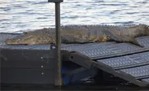 Nuevos asoleaderos para cocodrilos transforman la Laguna del Carpintero Nuevos asoleaderos para cocodrilos transforman la Laguna del Carpintero