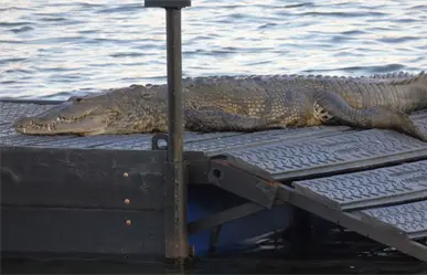 Nuevos asoleaderos para cocodrilos transforman la Laguna del Carpintero