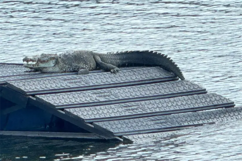 Los asoleaderos están totalmente diseñados para resistir en la humedad y al sol | Foto: Facebook Descubre Tampico