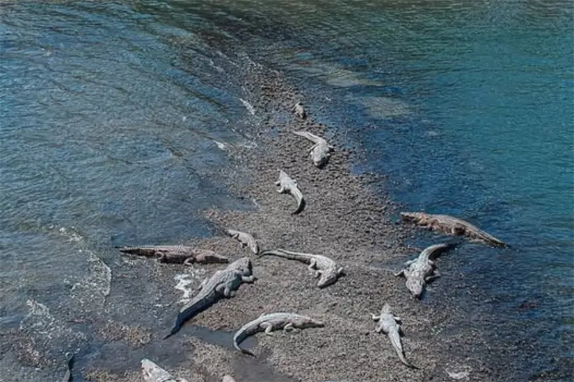 Cocodrilos descansando en asoleaderos de tierra en la Laguna del Carpintero | Foto: Facebook Tampico-Madero Mx