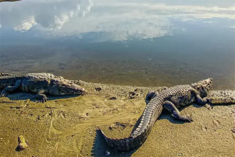 La Laguna del Carpintero el hábitat de los cocodrilos en el sur de Tamaulipas | Foto: Facebook Tampico-Madero Mx