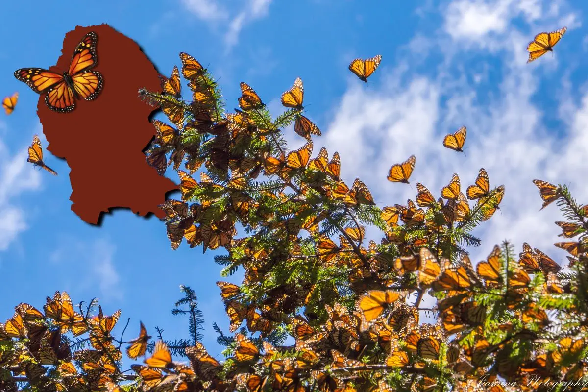 Alistamiento de mariposas monarca en representación de su paso por Coahuila / Foto: Composición de Canva