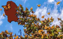 ¿Cuál es la importancia de Coahuila en la ruta migratoria de la mariposa monarca? ¿Cuál es la importancia de Coahuila en la ruta migratoria de la mariposa monarca?