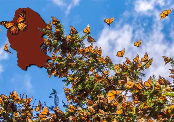 ¿Cuál es la importancia de Coahuila en la ruta migratoria de la mariposa monarca?