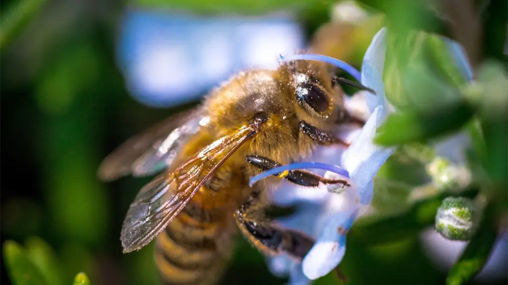 Estas son las acciones que realiza Tamaulipas para preservar a las abejas
