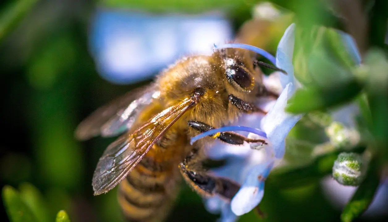 Las abejas son fundamentales para la vida en la Tierra debido a su papel crucial como polinizadoras pero, lamentablemente, enfrentan graves amenazas a nivel mundial. Foto: Freepik