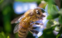 Estas son las acciones que realiza Tamaulipas para preservar a las abejas