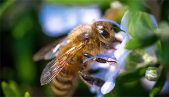 Estas son las acciones que realiza Tamaulipas para preservar a las abejas