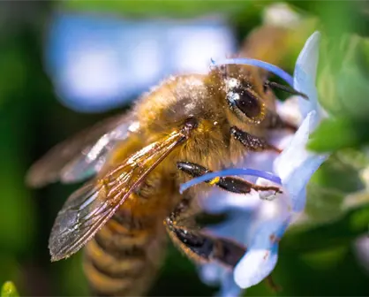 Estas son las acciones que realiza Tamaulipas para preservar a las abejas