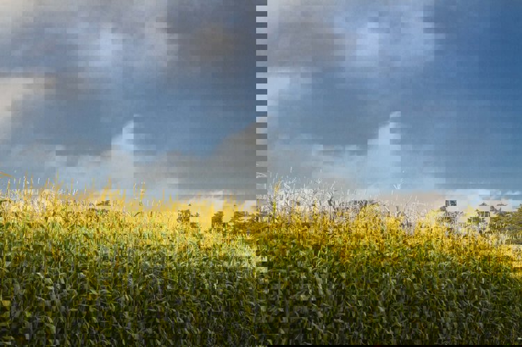 imagen-cuerpo imagen-cuerpo