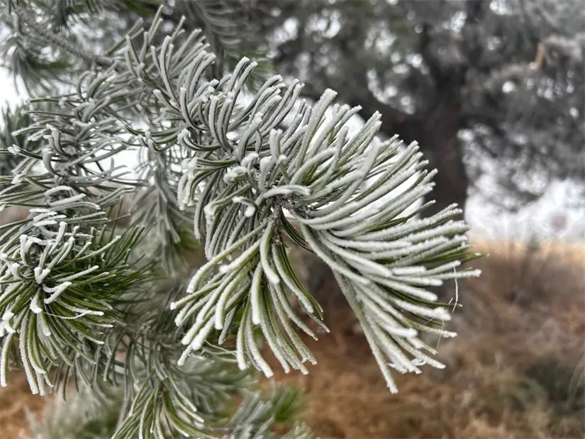 Heladas en Sierras de Arteaga / Foto: Leslie Delgado 