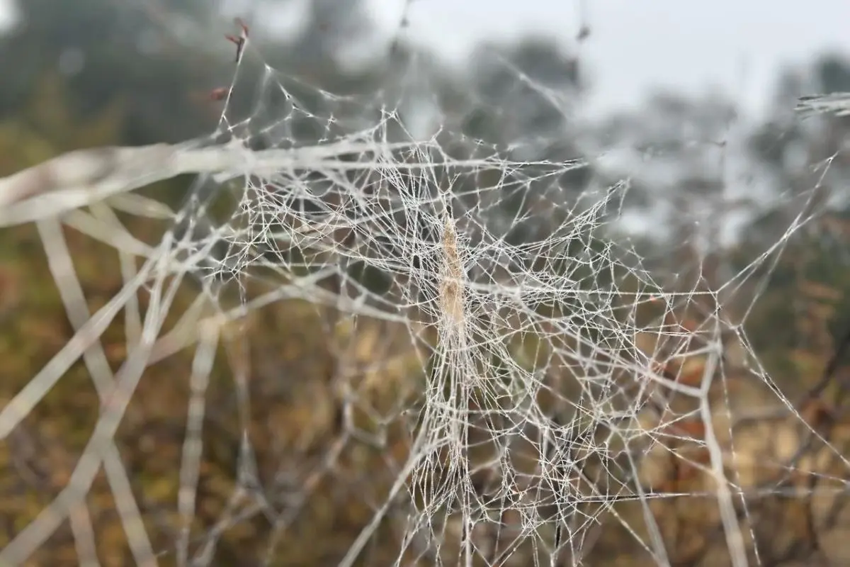 Bajas temperaturas por frente frío dejan hladas en Sierras de Arteaga / Foto: Leslie Delgado