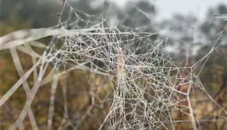 Frente frío en Coahuila: ¿qué comunidad registró temperaturas bajo cero?