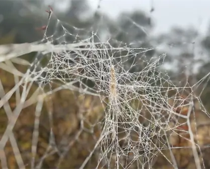 Frente frío en Coahuila: ¿qué comunidad registró temperaturas bajo cero?