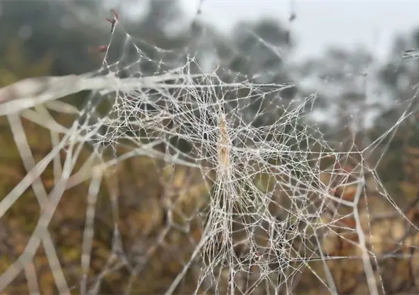 Frente frío en Coahuila: ¿qué comunidad registró temperaturas bajo cero?