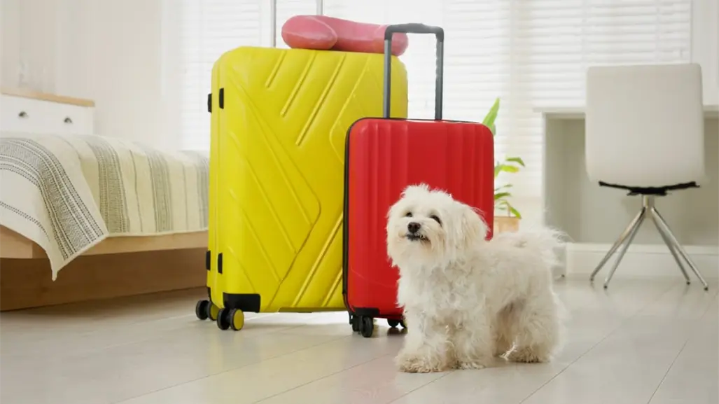 Esto recomienda Trip Advisor para quienes buscan un hotel pet friendly en Durango