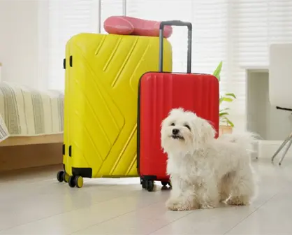 Esto recomienda Trip Advisor para quienes buscan un hotel pet friendly en Durango