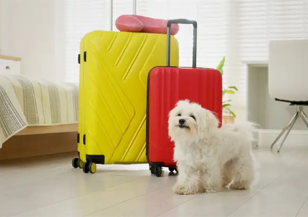 Esto recomienda Trip Advisor para quienes buscan un hotel pet friendly en Durango