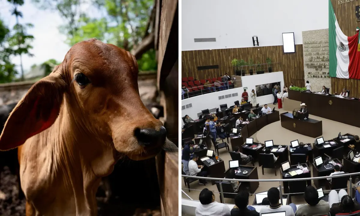 Del lado izquierdo un ejemplar de ganado bovino en Yucatán y del lado derecho la sesión en el Congreso de Yucatán tras aprobarse la Ley Ganadera Foto: Secretaría de Desarrollo Rural/Congreso Yucatán