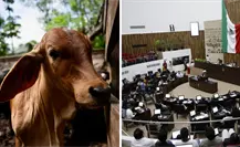 Yucatán tiene nueva Ley Ganadera tras aprobarse por unanimidad en el Congreso local Yucatán tiene nueva Ley Ganadera tras aprobarse por unanimidad en el Congreso local