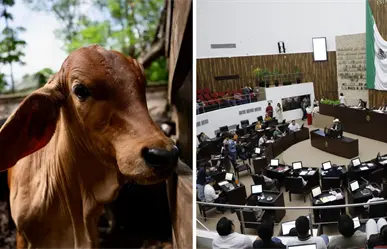 Yucatán tiene nueva Ley Ganadera tras aprobarse por unanimidad en el Congreso local