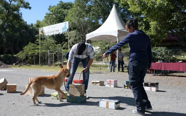 imagen recuadro perritos siendo entrenados