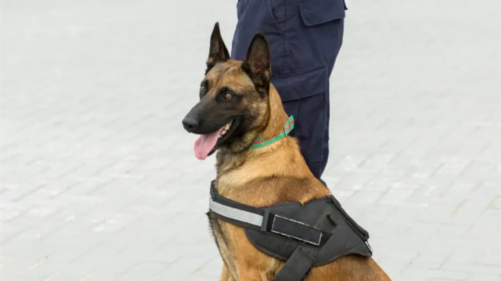 Entrenarán perritos para detectar gusano barrenador en Tamaulipas