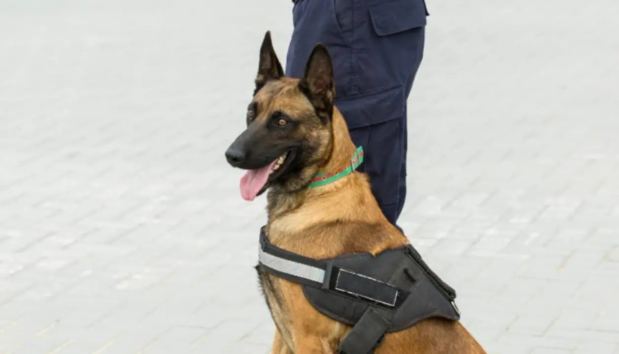 Los binomios caninos, tendrán su entrenamiento completo para marzo de 2026, y serán desplegados en puntos estratégicos. Foto: CANVA