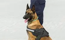 Entrenarán perritos para detectar gusano barrenador en Tamaulipas Entrenarán perritos para detectar gusano barrenador en Tamaulipas