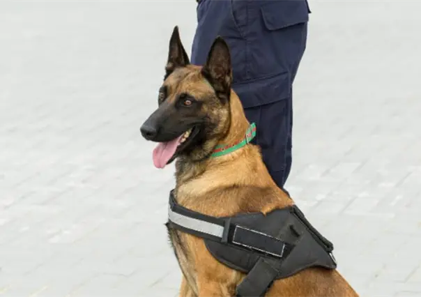 Entrenarán perritos para detectar gusano barrenador en Tamaulipas