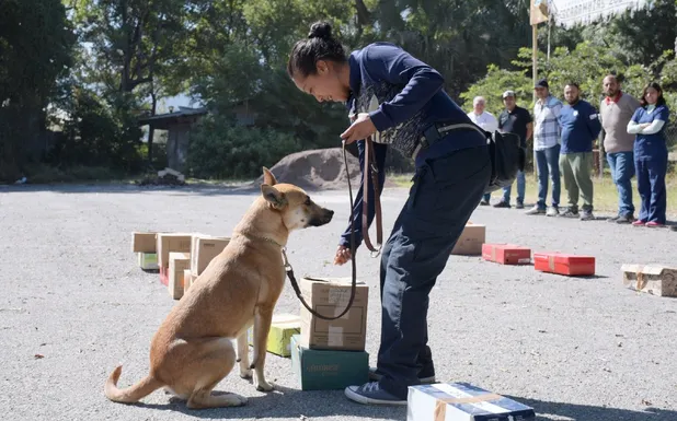imagen recuadro perros siendo entrenados