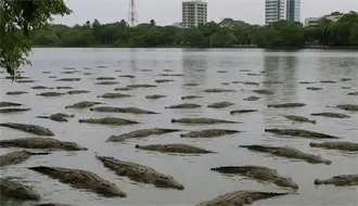 Realizan censo de cocodrilos en el sur de Tamaulipas; esto se sabe