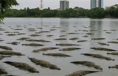 Realizan censo de cocodrilos en el sur de Tamaulipas; esto se sabe