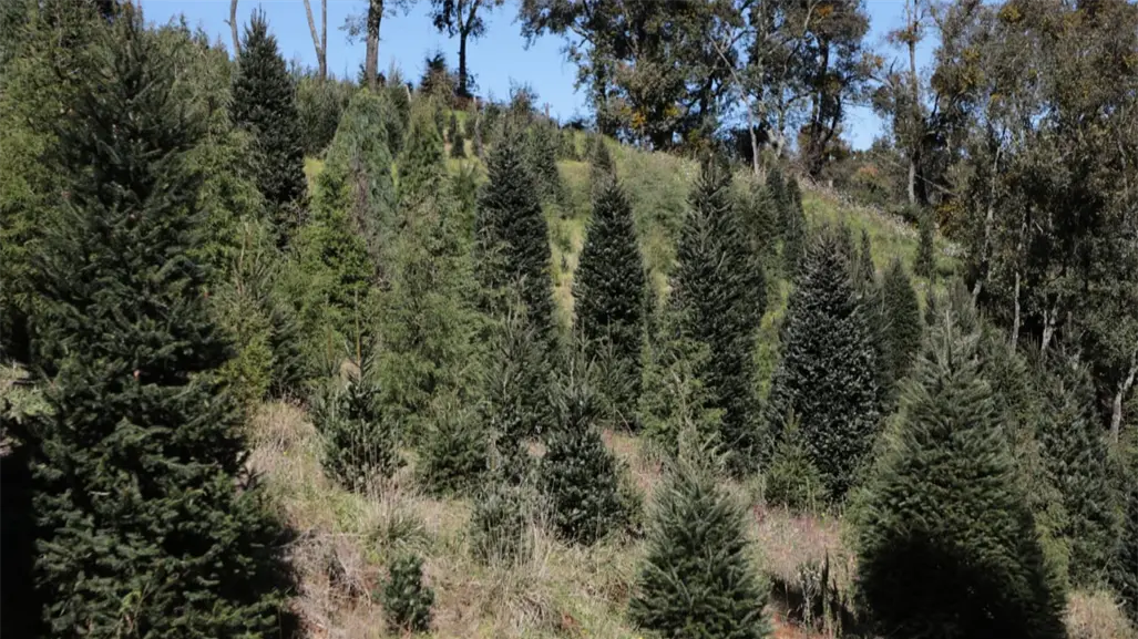 Adquiere tu árbol navideño sustentable a bajo costo en el Edomex