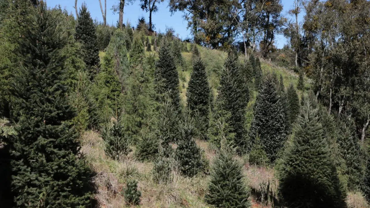 Bosque de árbol de Navidad. | Foto: X (@pablojair)