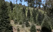 Adquiere tu árbol navideño sustentable a bajo costo en el Edomex Adquiere tu árbol navideño sustentable a bajo costo en el Edomex