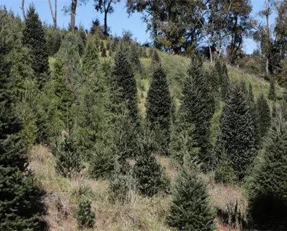 Adquiere tu árbol navideño sustentable a bajo costo en el Edomex
