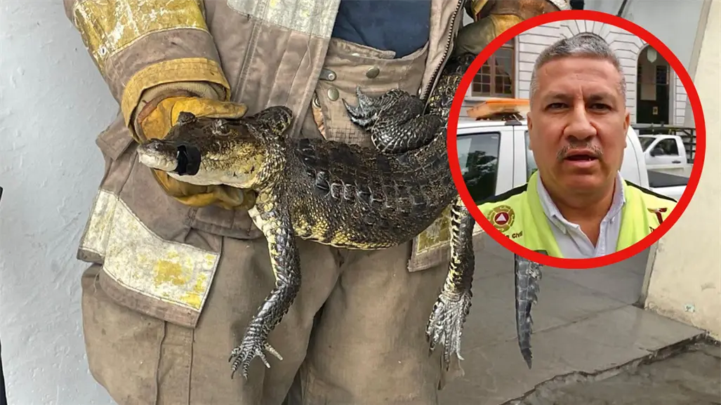 Censo de cocodrilos al 60% en Tamaulipas: Buscarán modificar la norma que protege a saurios para su aprovechamiento