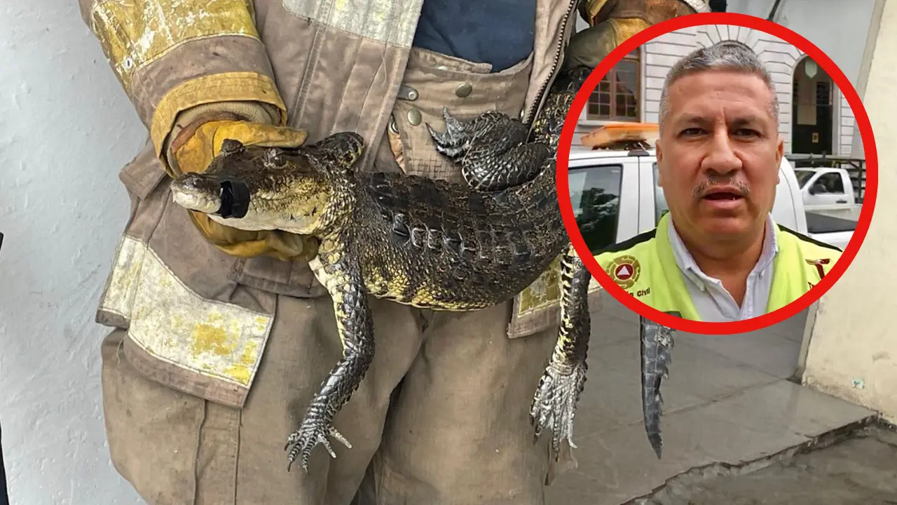 Con un avance del 60% en el censo de cocodrilos, Tamaulipas busca modificar la Norma 059 para gestionar la sobrepoblación.