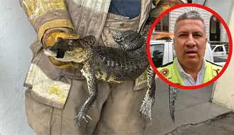 Censo de cocodrilos al 60% en Tamaulipas: Buscarán modificar la norma que protege a saurios para su aprovechamiento