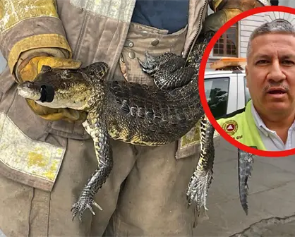 Censo de cocodrilos al 60% en Tamaulipas: Buscarán modificar la norma que protege a saurios para su aprovechamiento